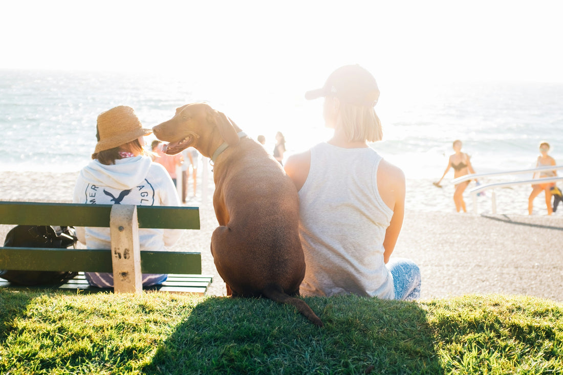 Cuidados de tus mascotas en el verano: “Datos a tener en cuenta”