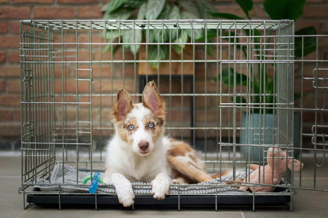 Adopción de mascotas, una contribución social