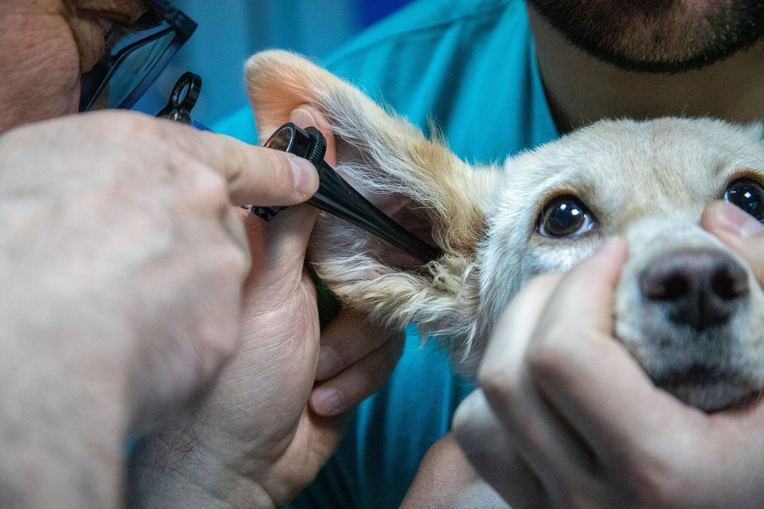 La importancia de las visitas regulares al veterinario