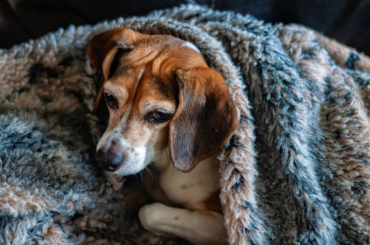 Señales de alerta en la salud de tu mascota